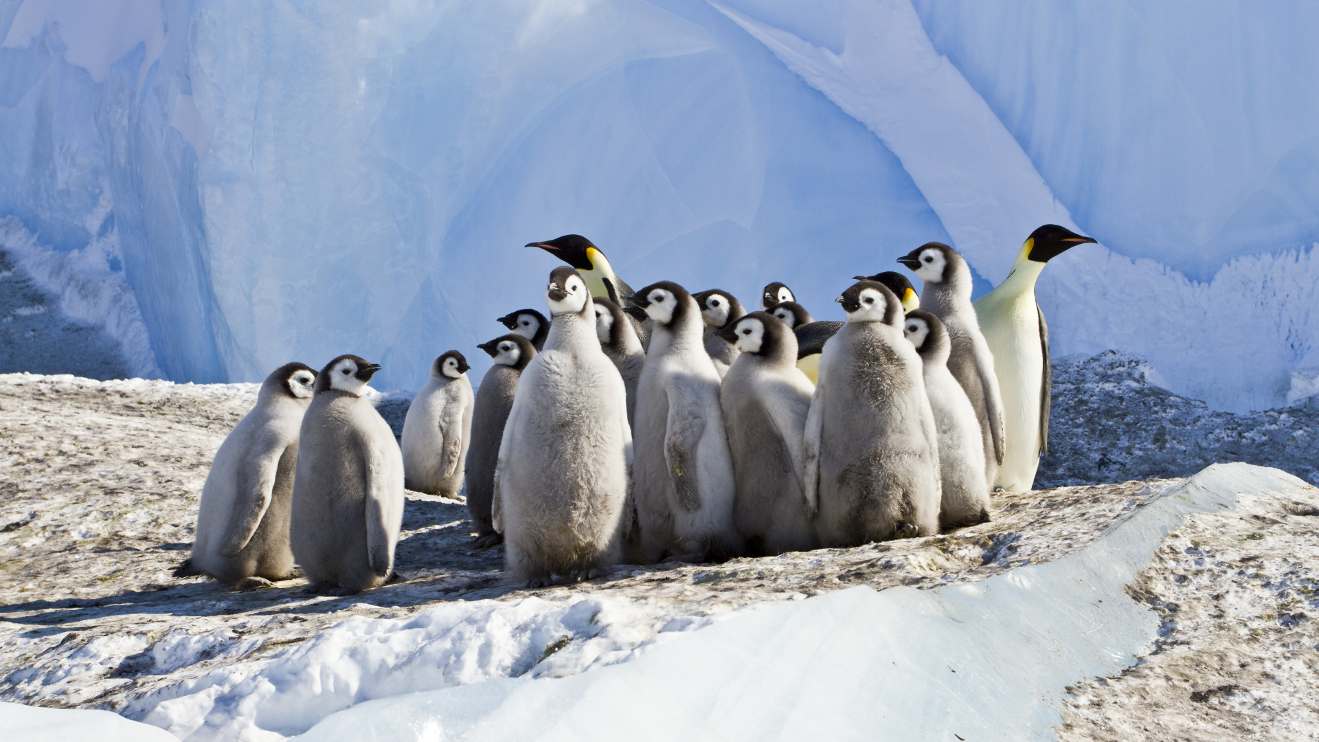 Young and adult emperor penguins in an icy landscape.