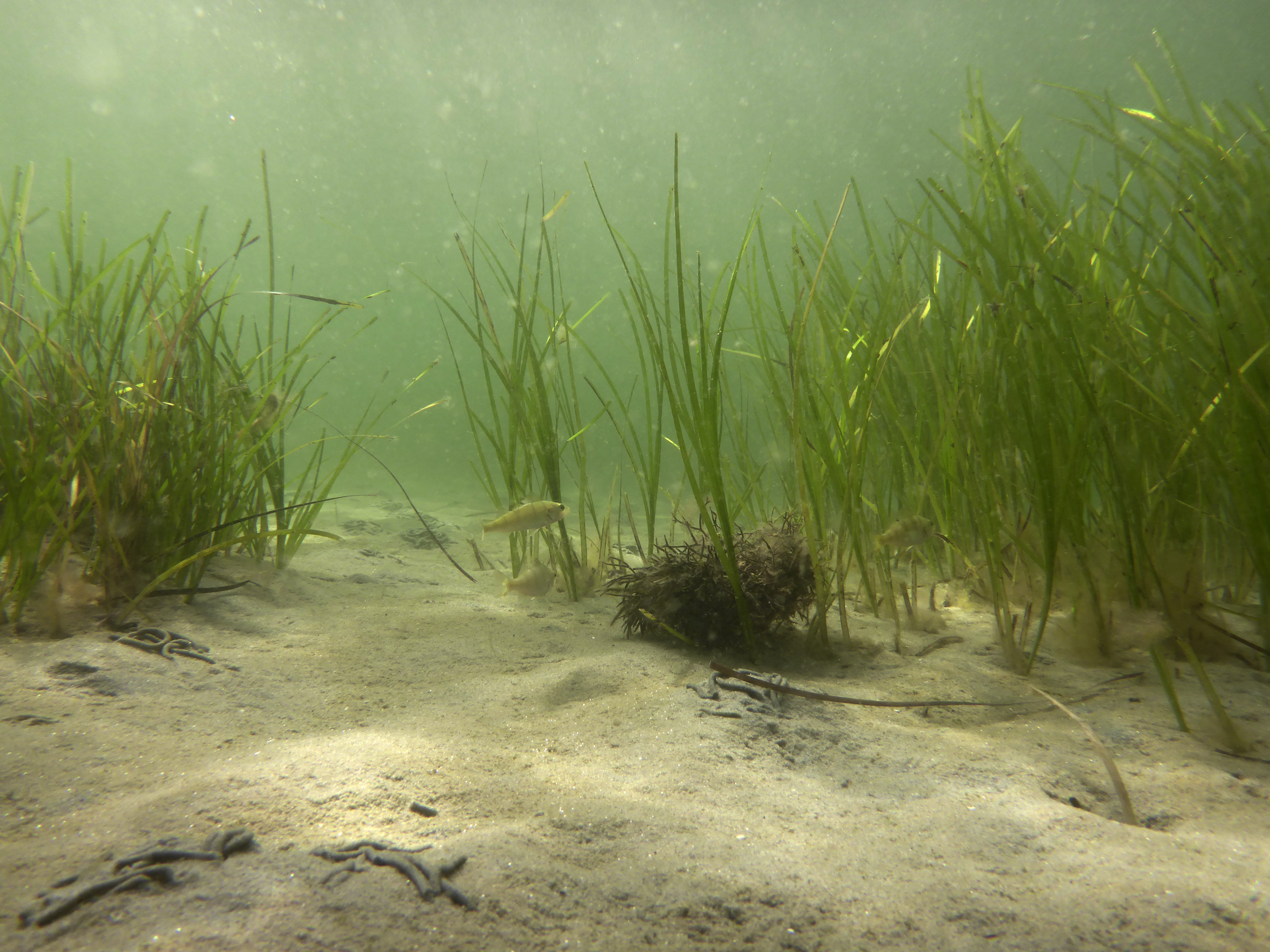 Unterwasserfoto von Seegraswiesen