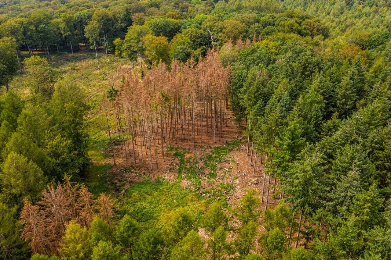 Luftaufnahme Wald. Zwischen grünen Nadelbäumen sind vertrocknete braune Bäume zu sehen