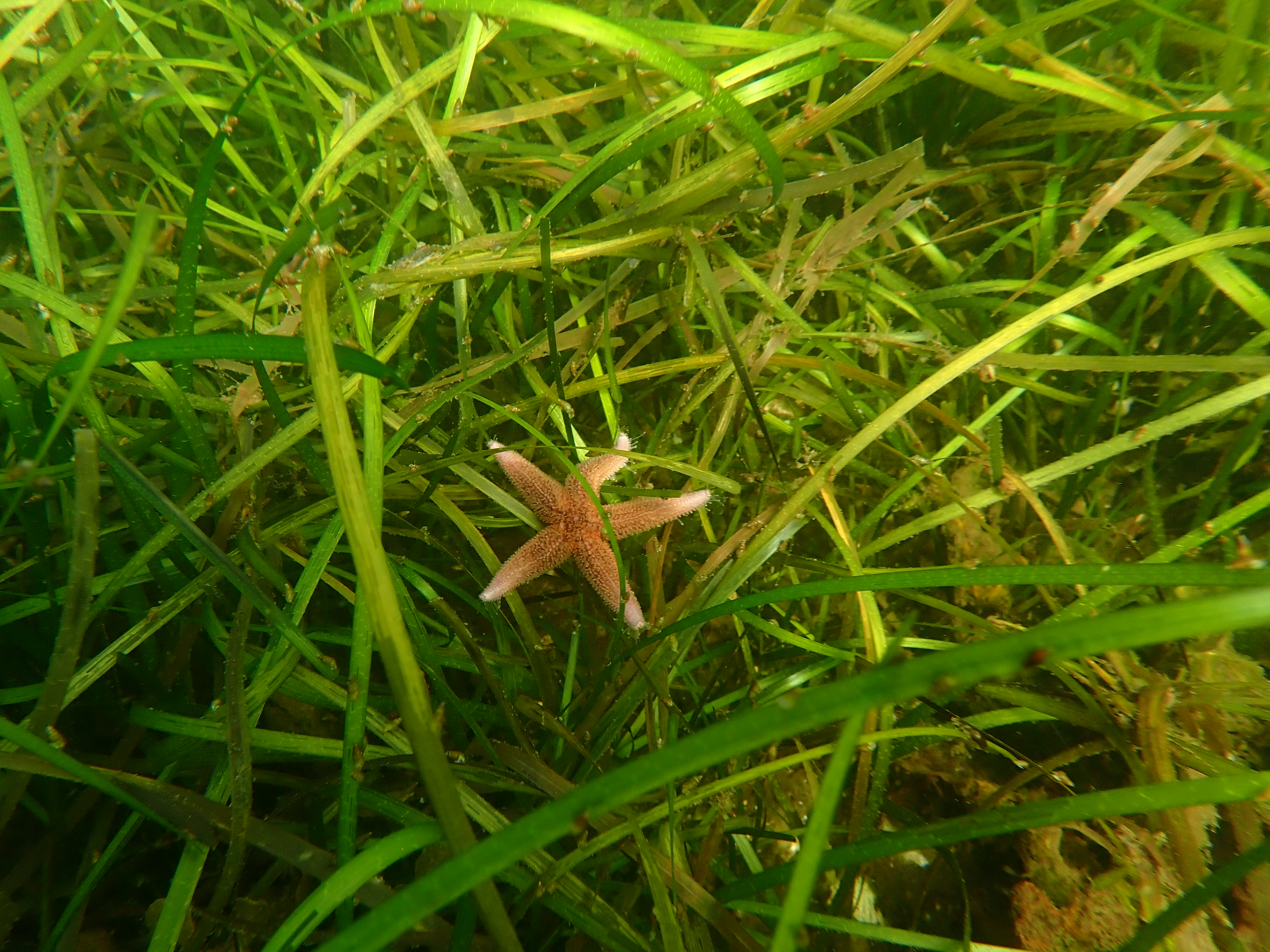 kleiner orangener Seestern in einer Seegraswiese