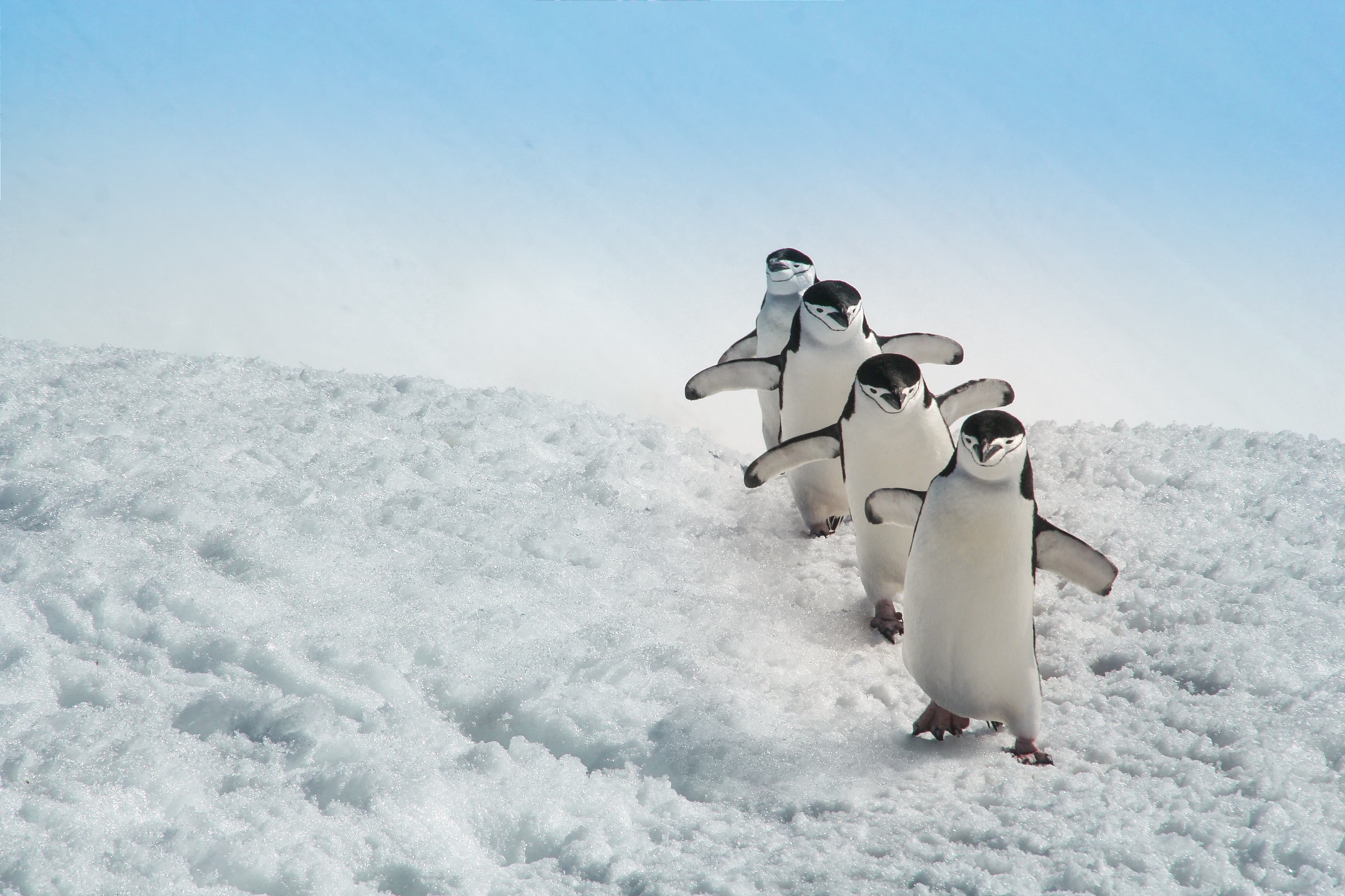 Folgen des Klimawandels: Pinguine ziehen sich weiter nach Süden zurück -  Wissen