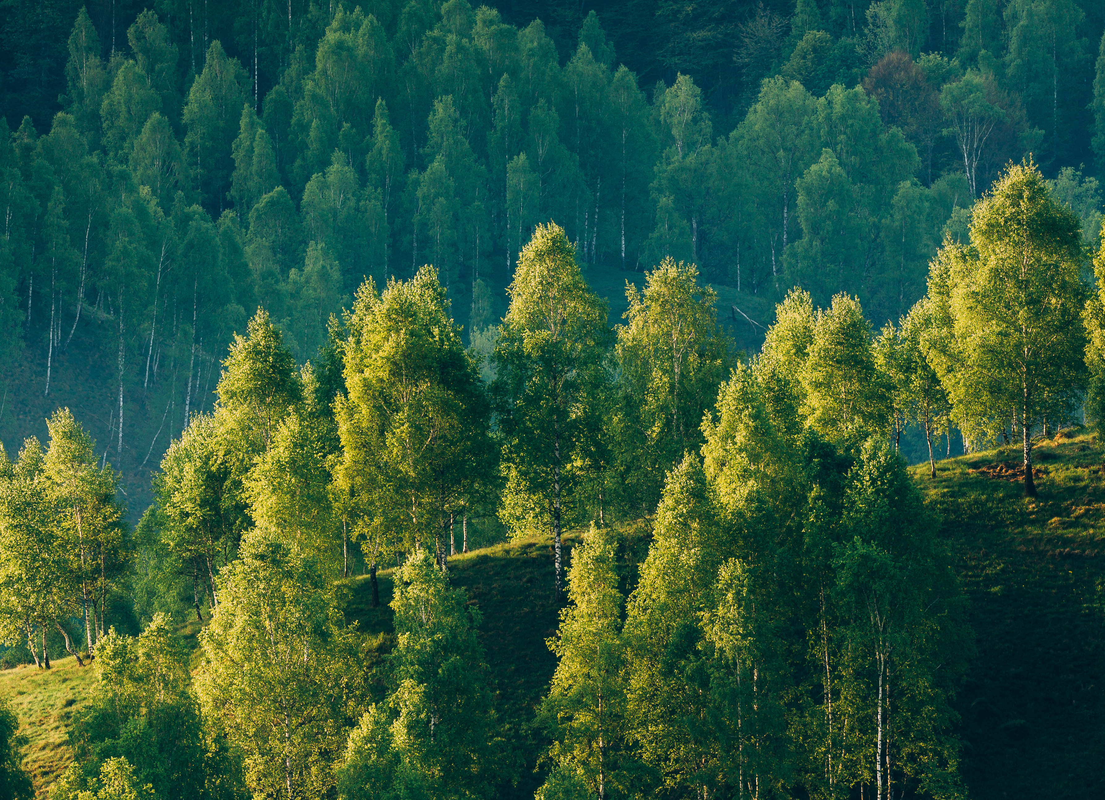 Wald
