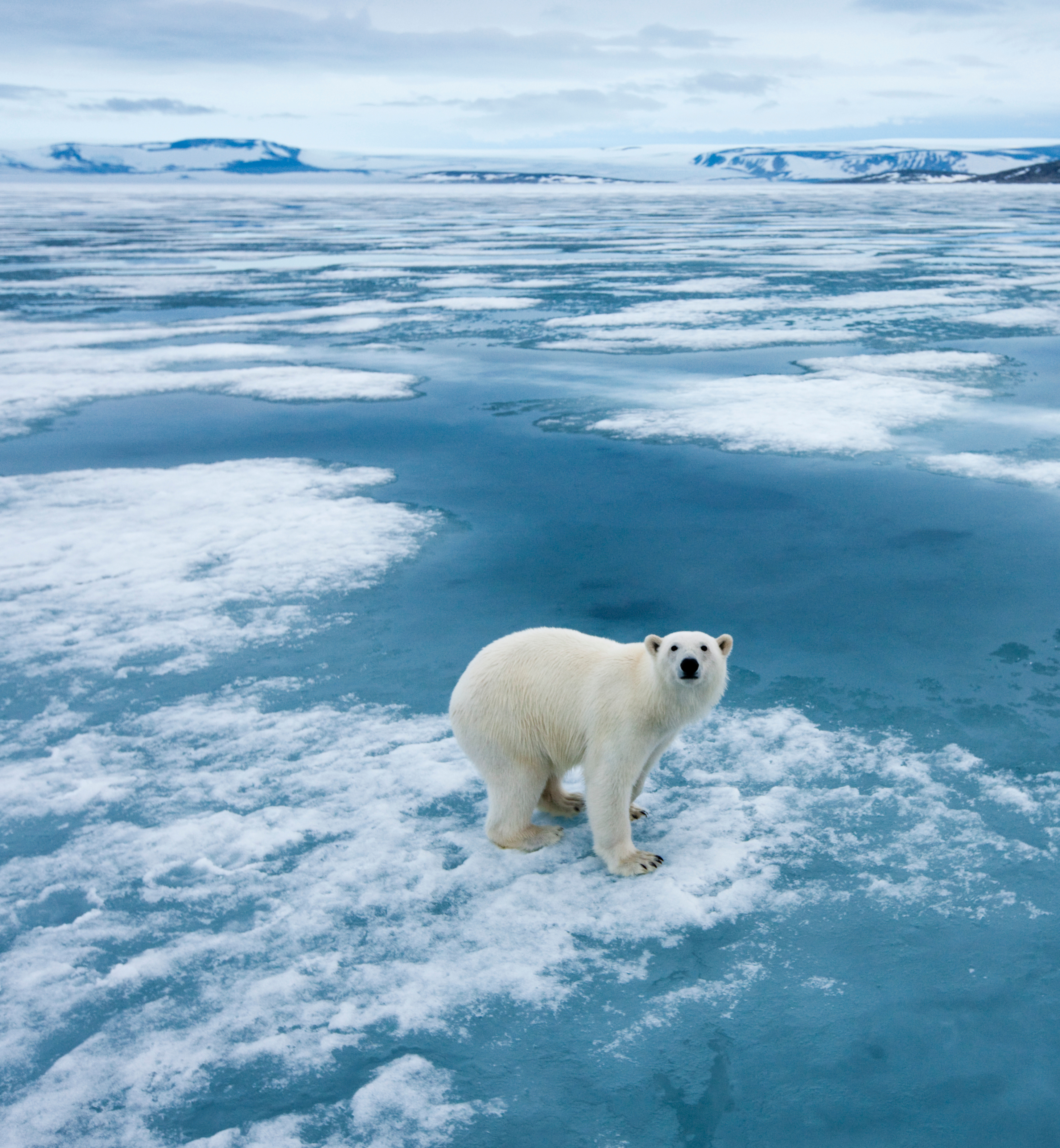 Eisbär auf Eisscholle