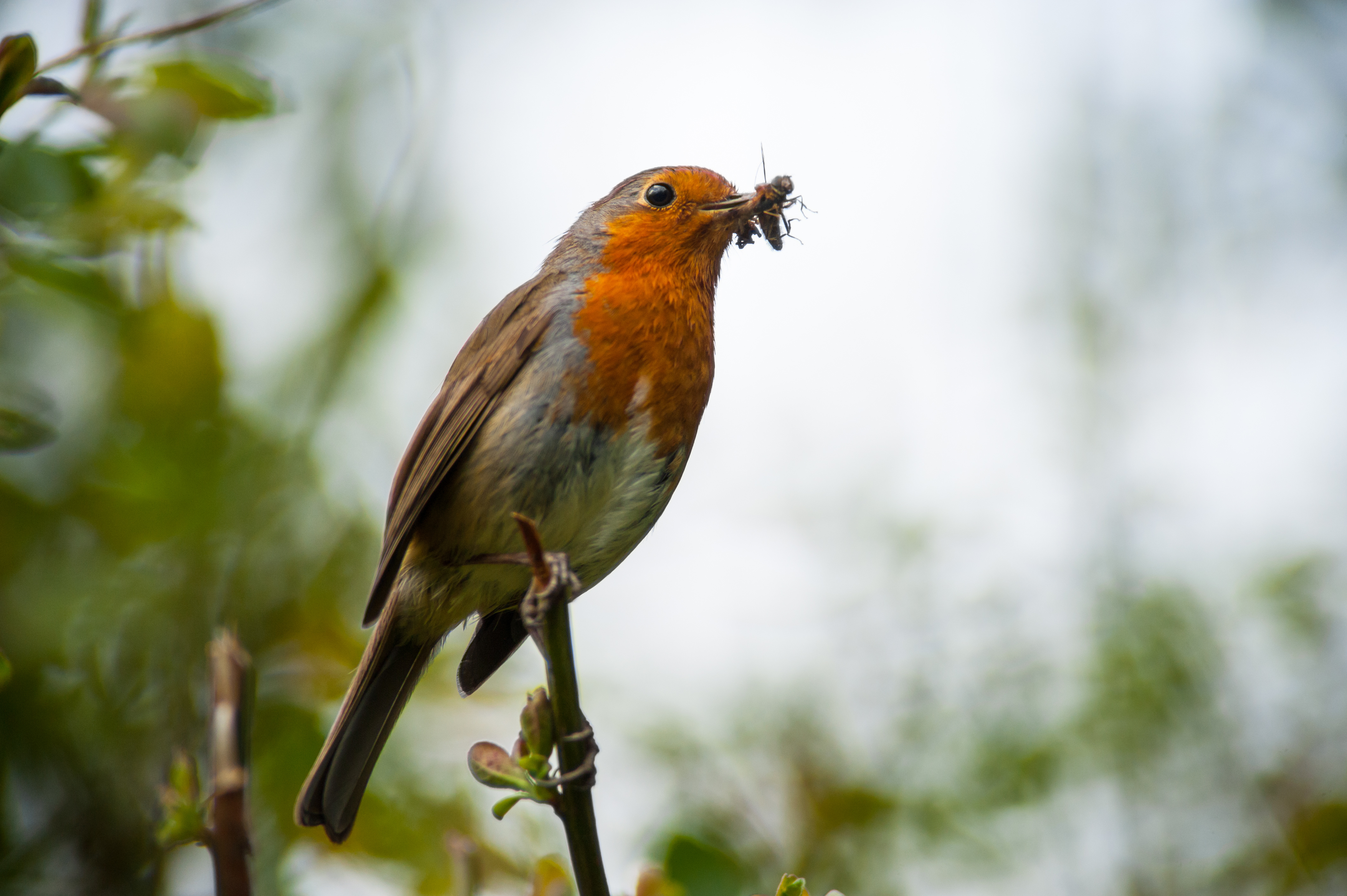 Ein Vogel sitzt auf einem Zweig und hat ein Insekt im Schnabel