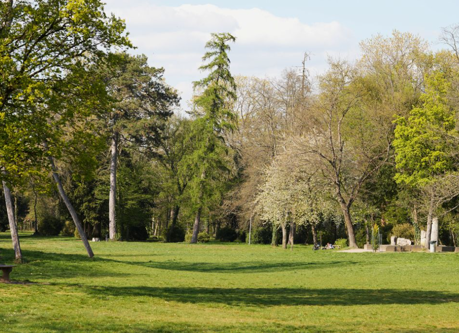 Bäume in einem Park
