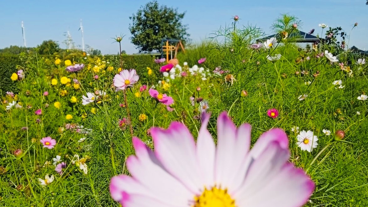 Viele unterschiedliche Blumen wachsen in einem privaten Garten.