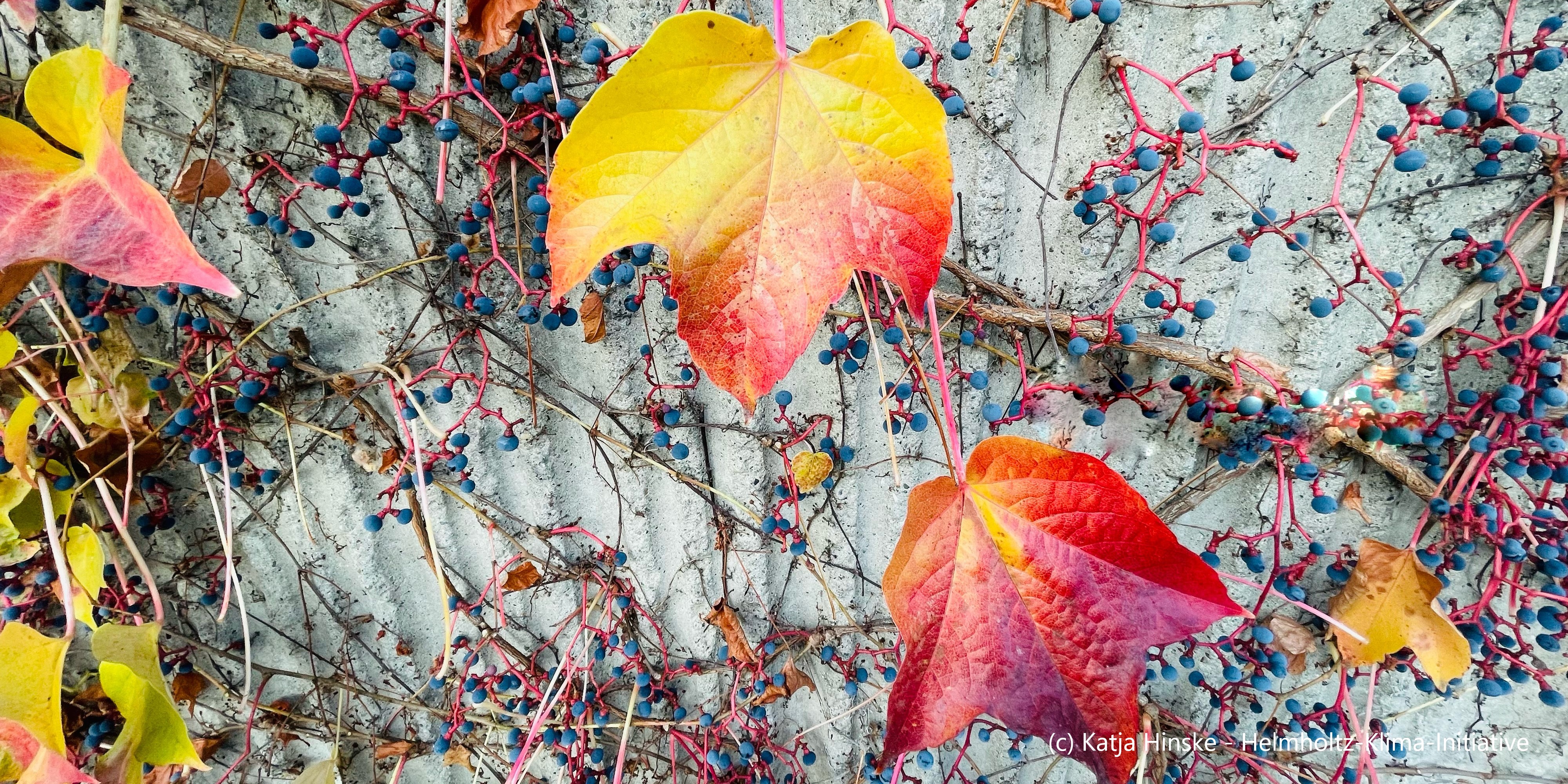 Bunte Weinblätter hangeln sich an einer Wand herunter