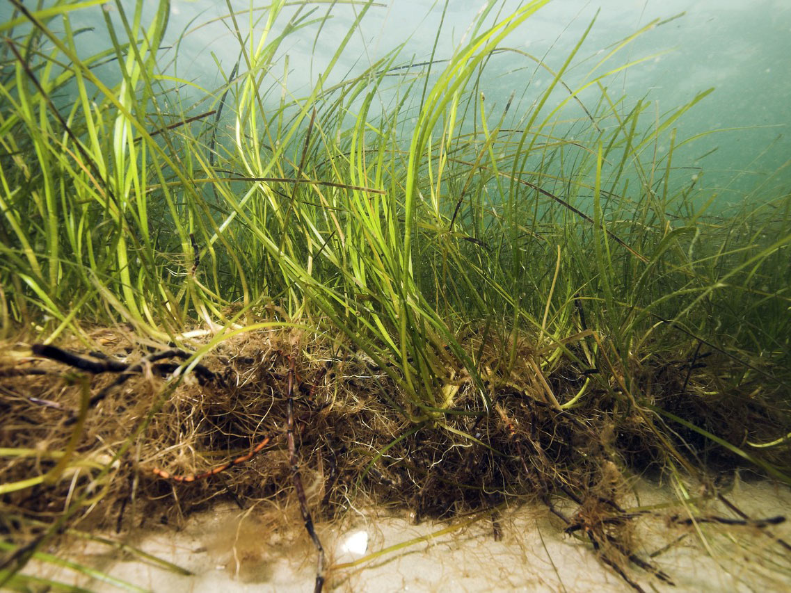 Seagrass under water