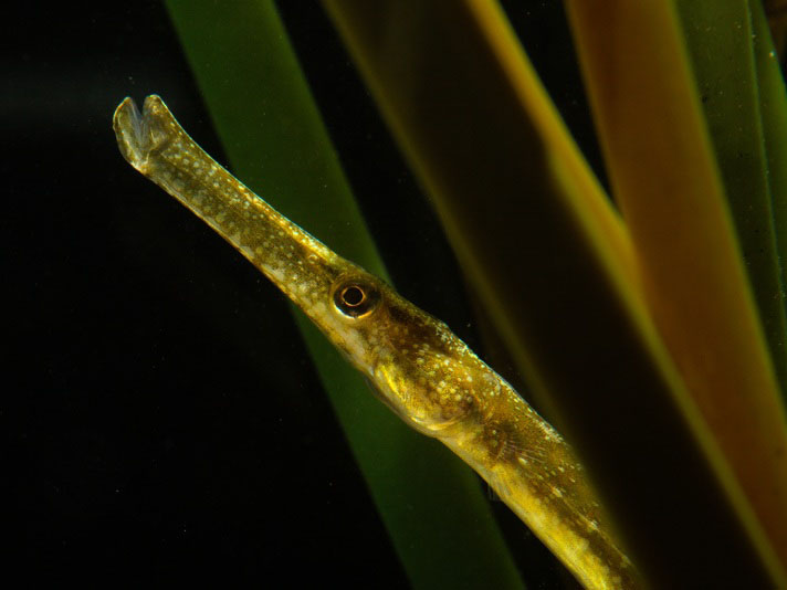Pipefish under water