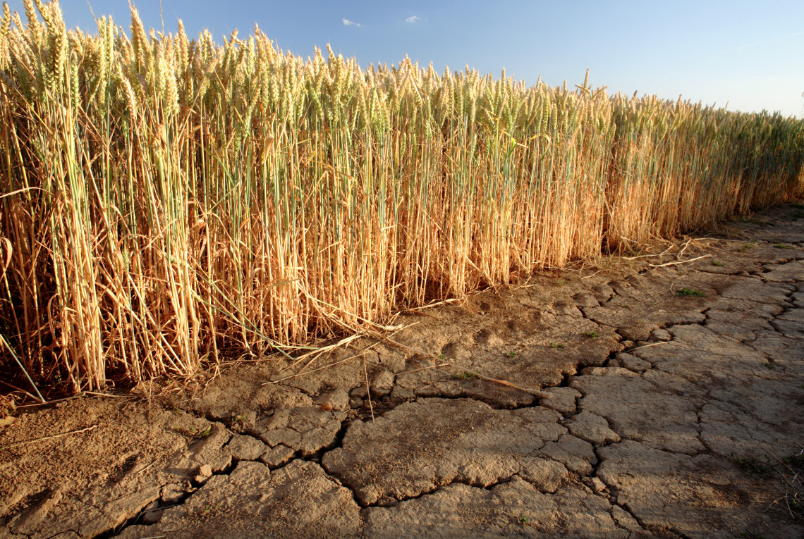  Cereals grow on arid soil