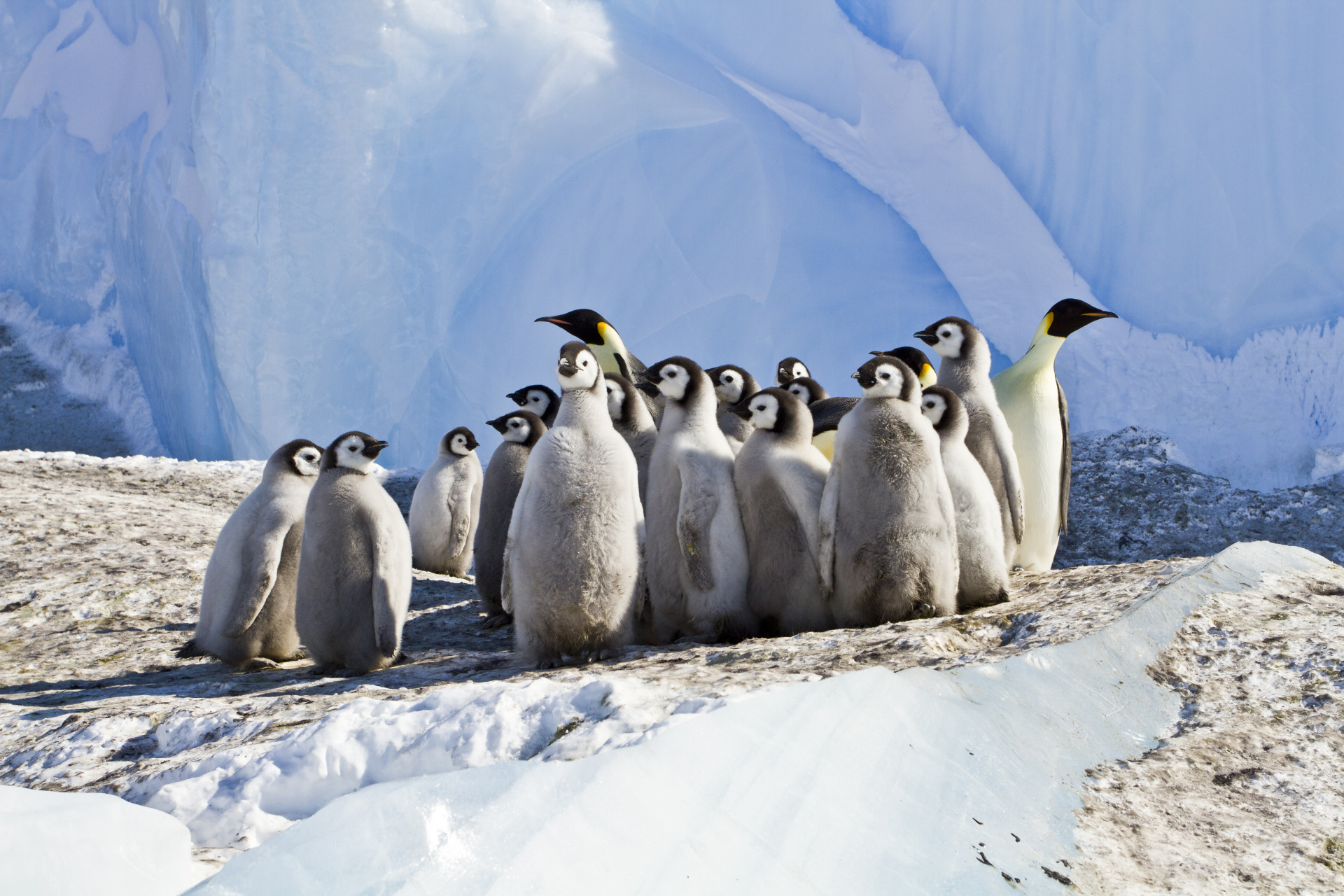 Young and adult emperor penguins in an icy landscape.