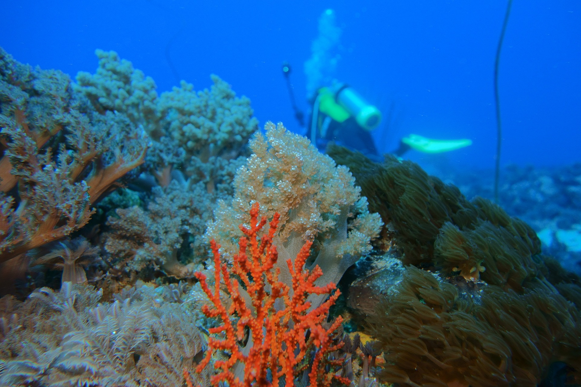 A coral reef with a diver in the background