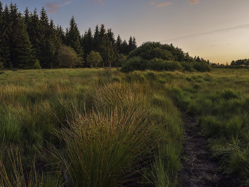 Wiese und Wald im Abendlicht