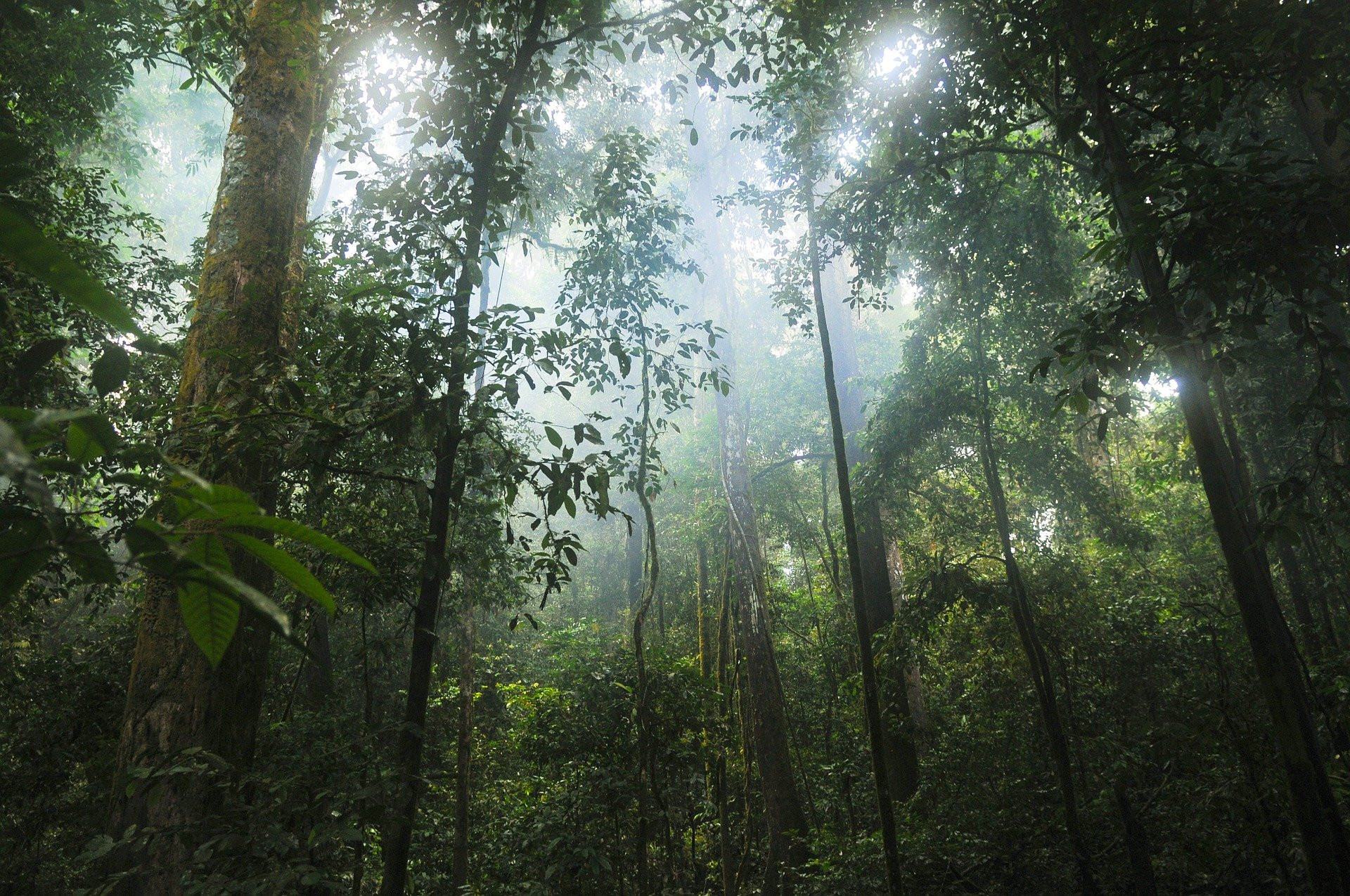 A dense green rainforest with many plants