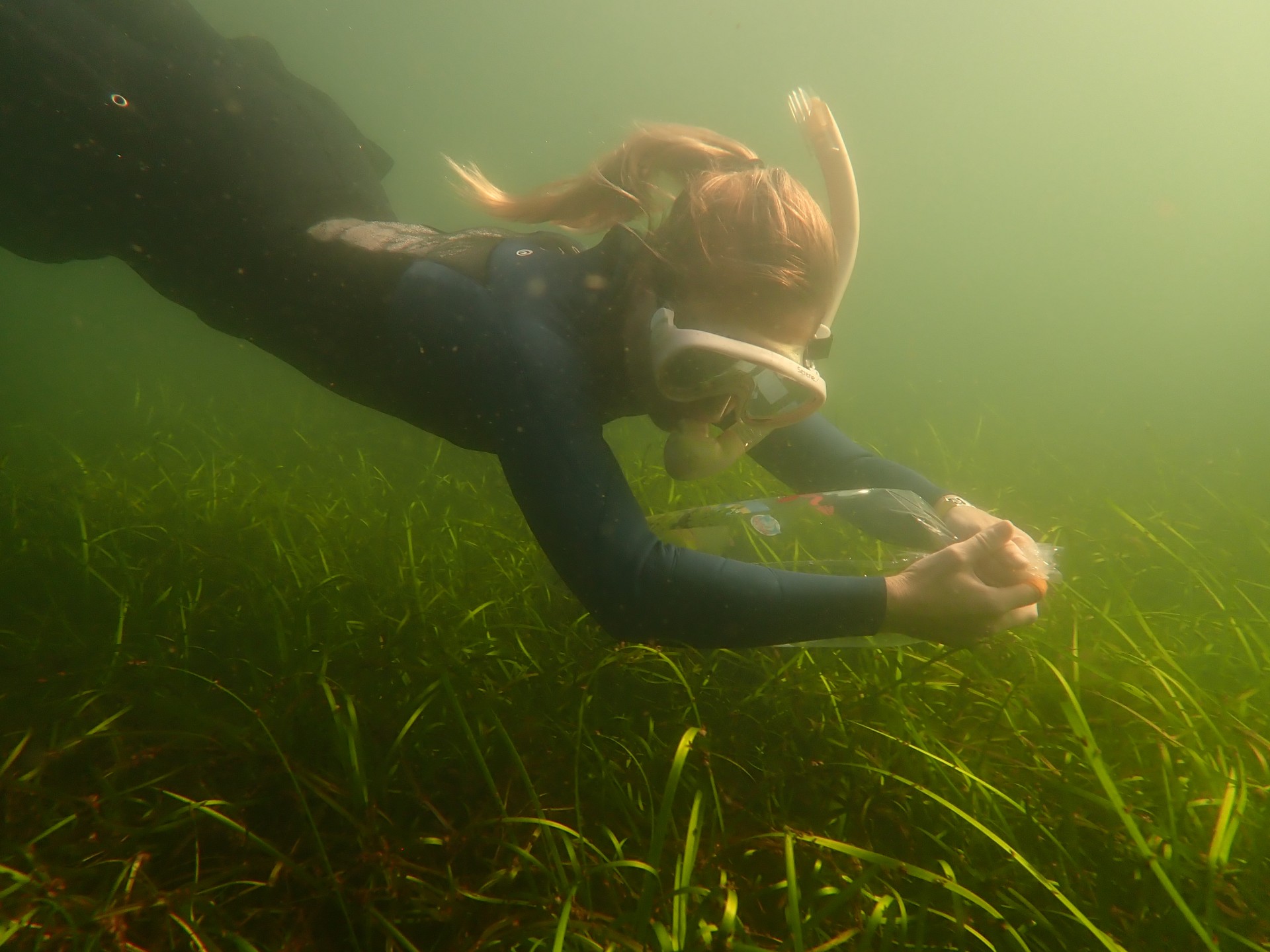 Angela Stevenson taucht zu Seegraswiesen und nimmt mit einem Plastikbeutel Wasserproben