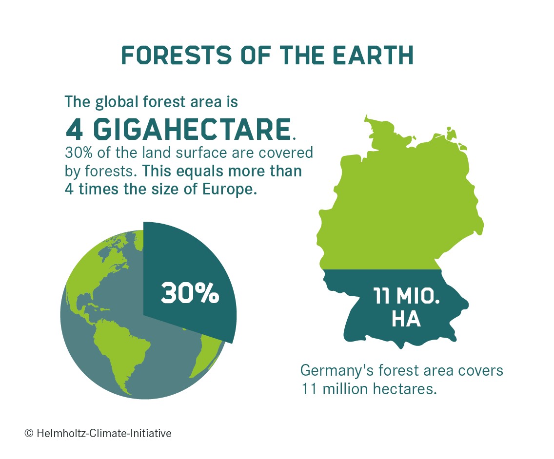 Chart: Forests of the earth II