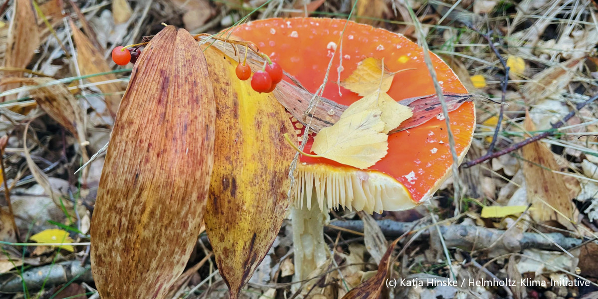 Ein roter Fliegenpilz steht im Wald