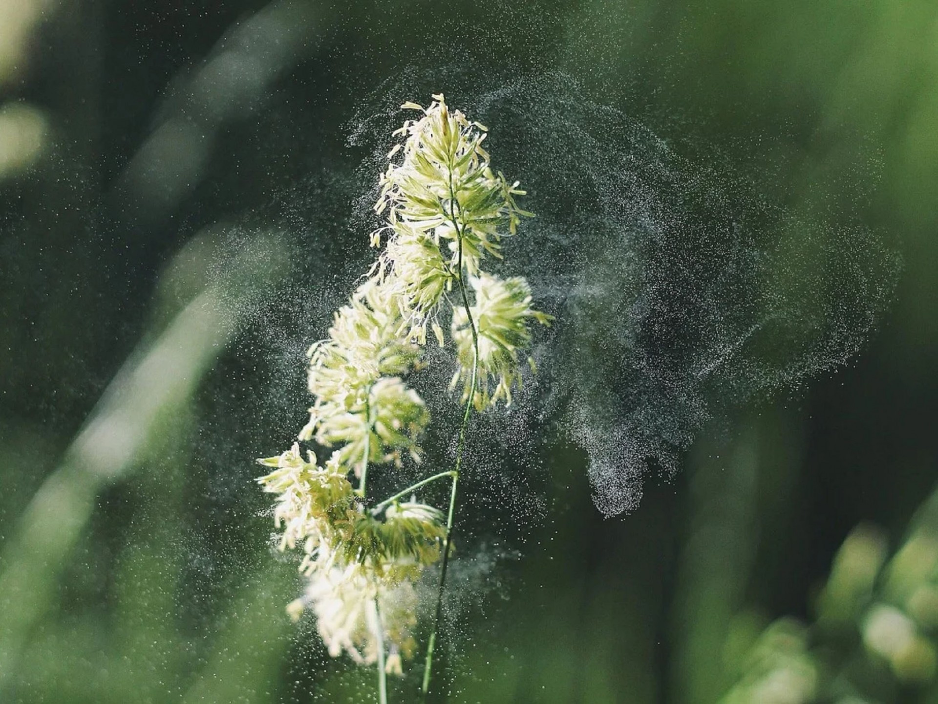 Nahaufnahme: Pollen fliegen von einer Blüte