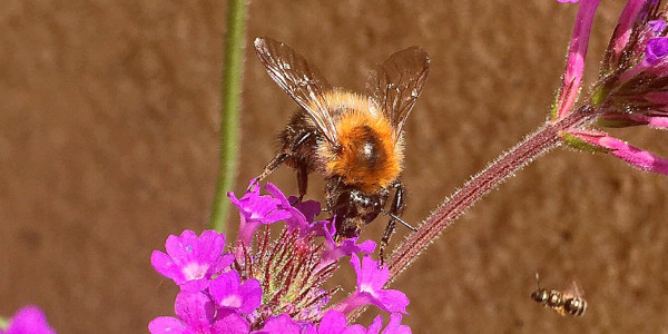 Eine Biene in einer Blüte. 