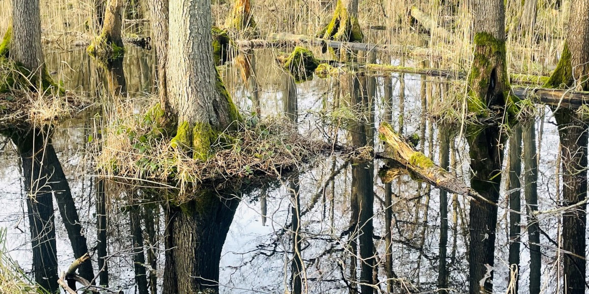 Bemooste Bäume stehen im Wasser. Manche Bäume sind umgefallen.