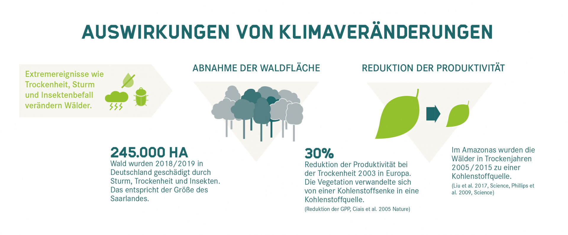 Infografik: wie Klimaveränderungen die Wälder beeinflussen