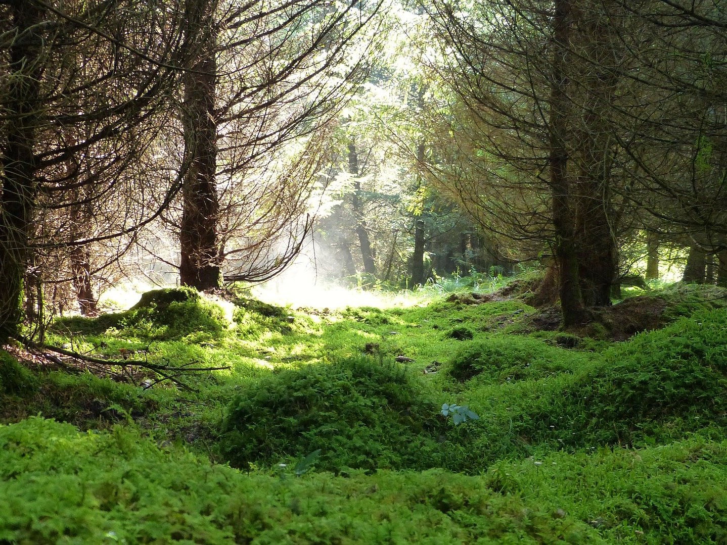 Virgin forest in sunlight