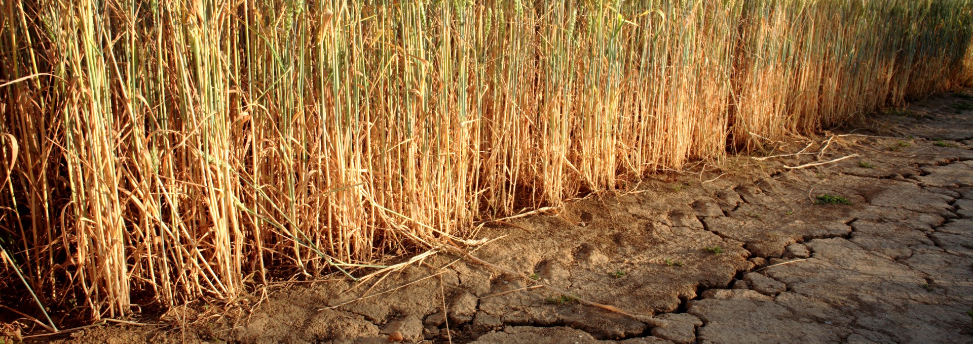 Cereals grow on arid soil