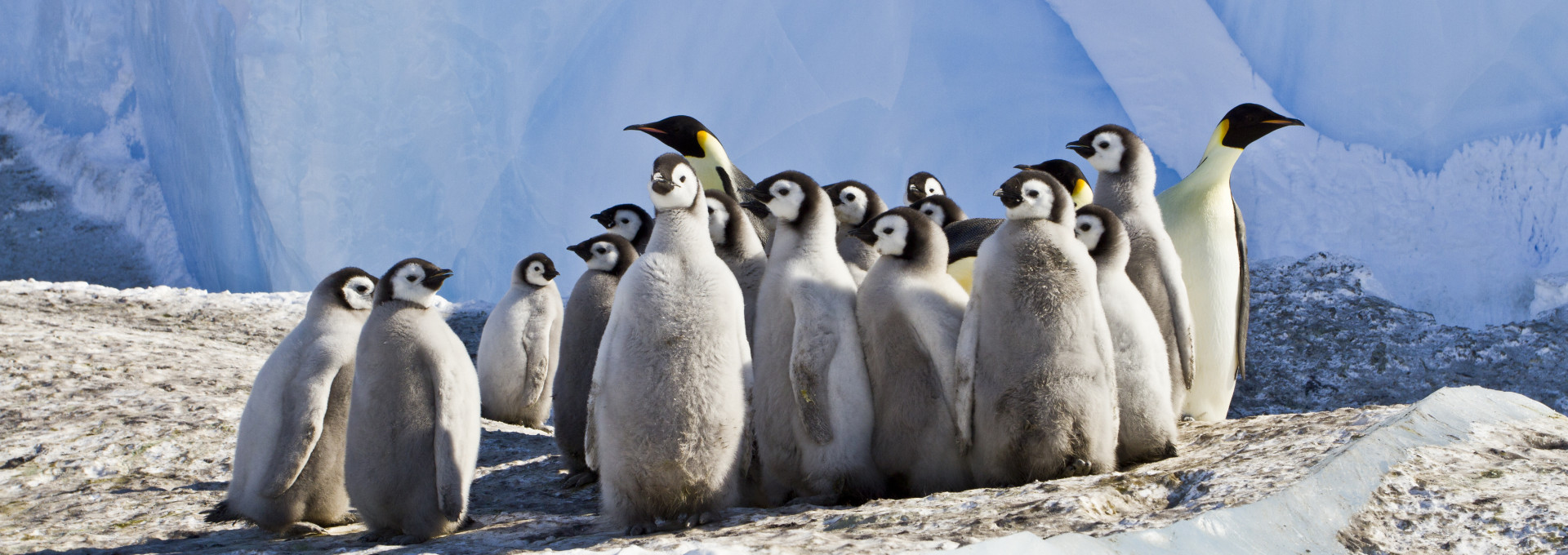 Young and adult emperor penguins in an icy landscape.