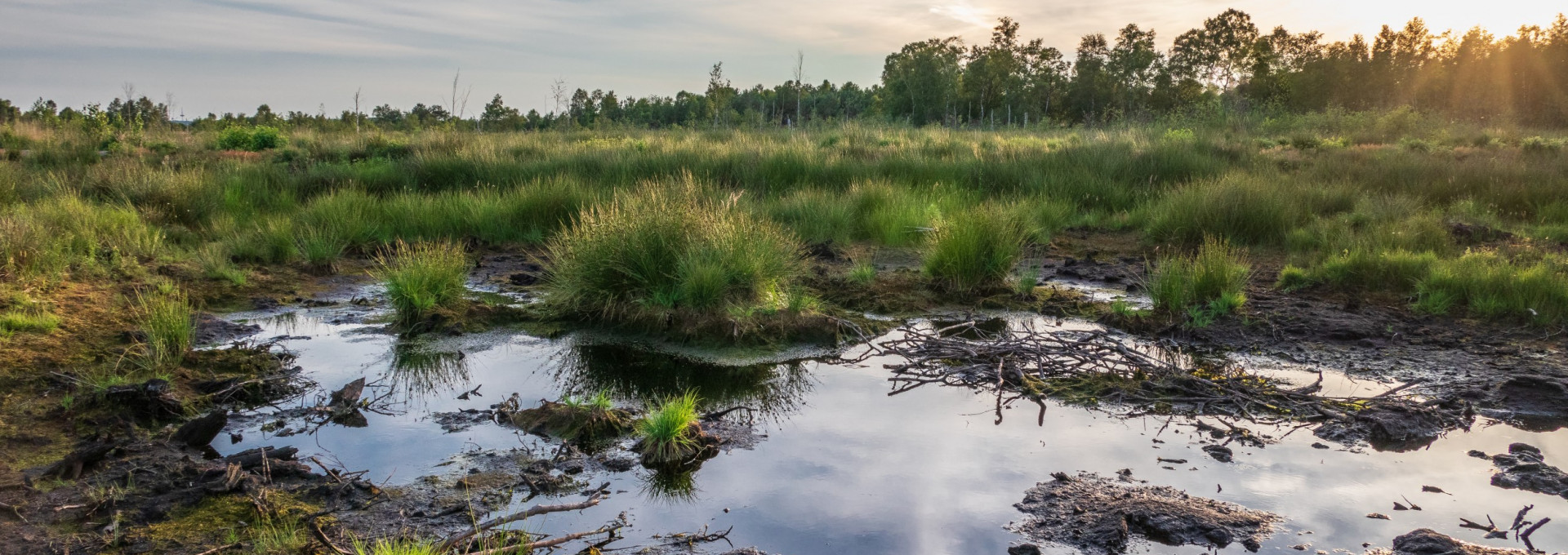 A peatland with green plants, brown soil and water