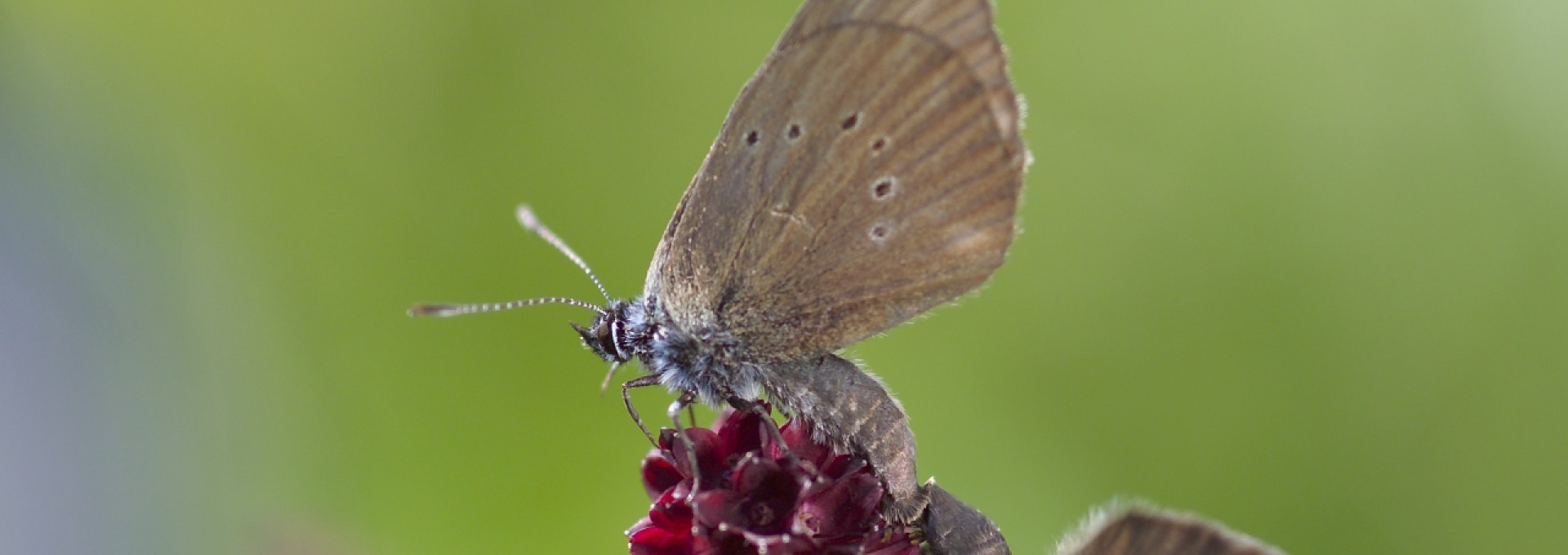 Zwei Schmetterlinge auf der Blüte einer Wiesenblume