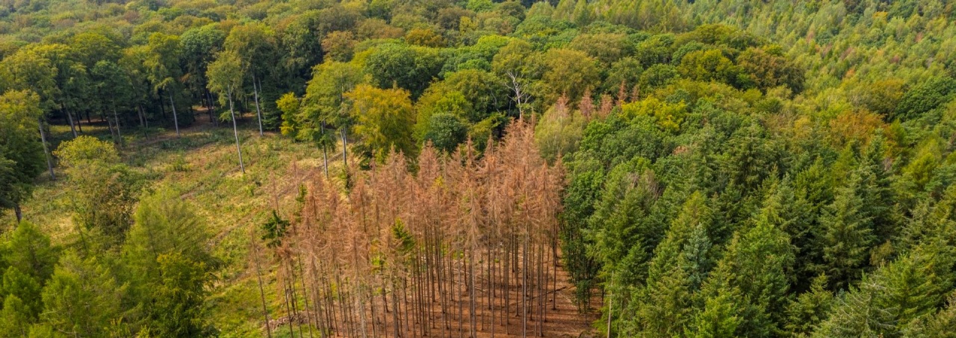 Luftaufnahme Wald. Zwischen grünen Nadelbäumen sind vertrocknete braune Bäume zu sehen