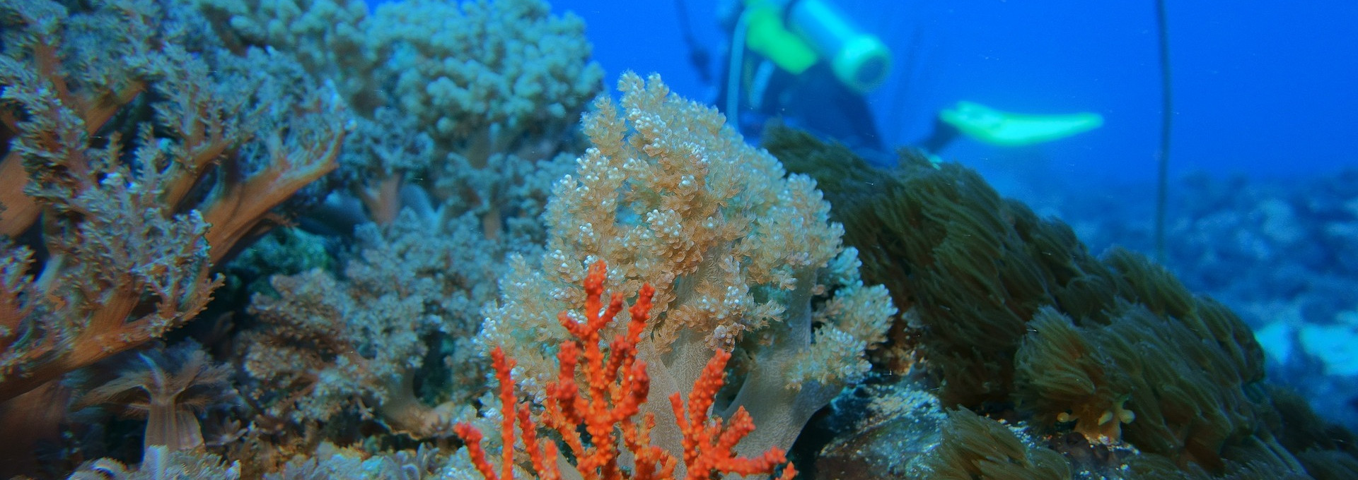 A coral reef with a diver in the background