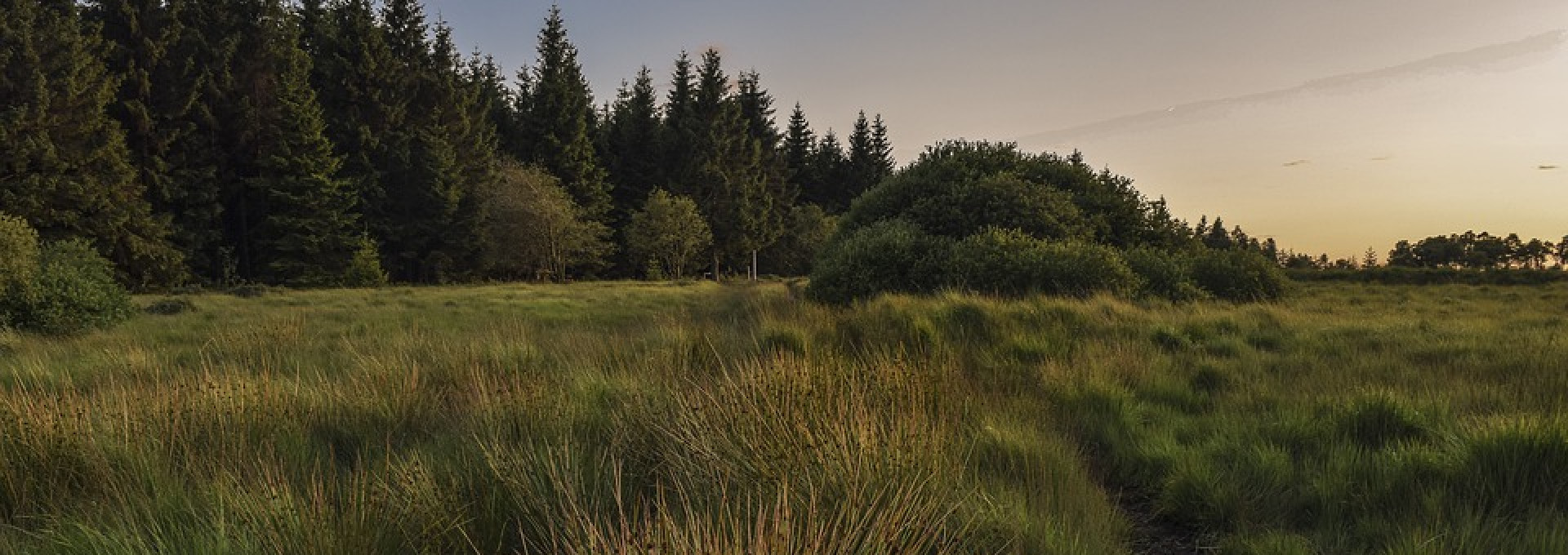 Wiese und Wald im Abendlicht