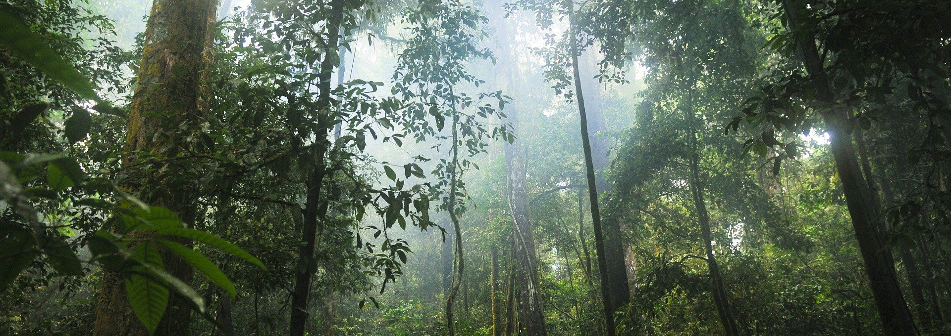 A dense green rainforest with many plants