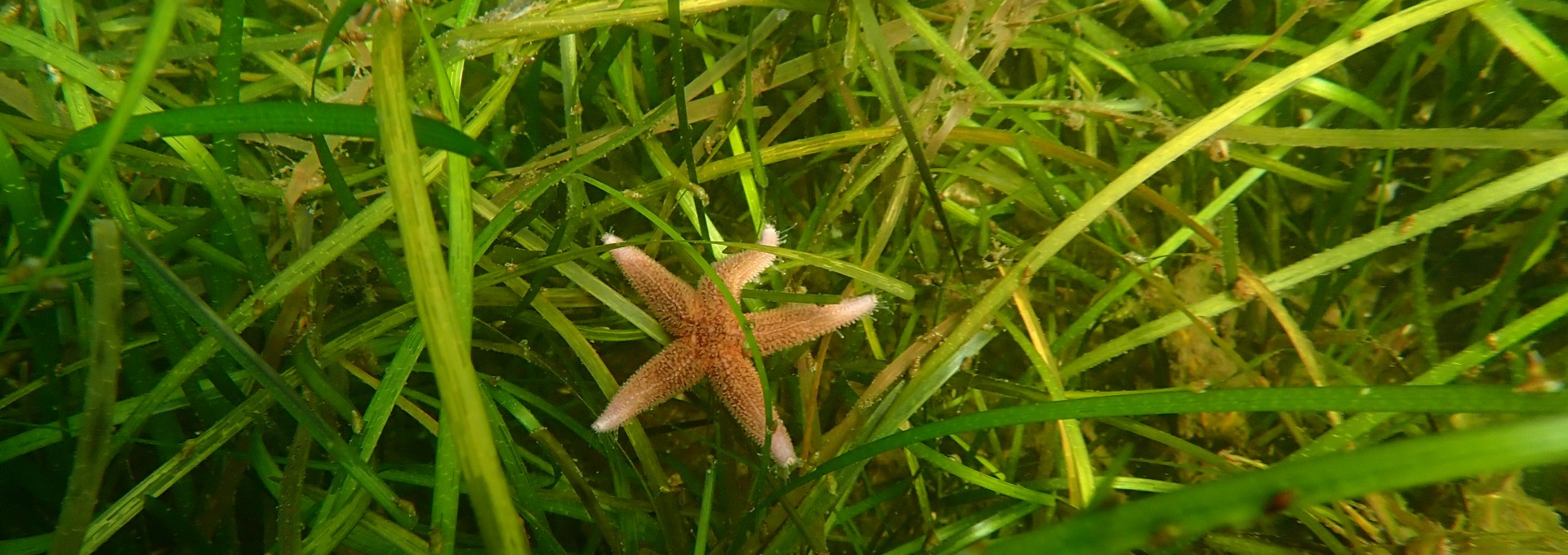 kleiner orangener Seestern in einer Seegraswiese