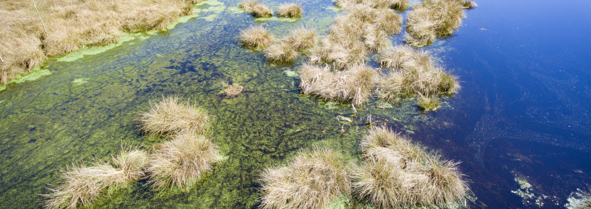 Gräser wachsen im Wasser in einem wiedervenässten Moor.