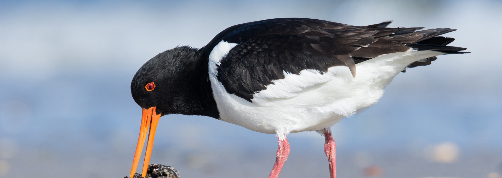 Austernfischer im Wattenmeer