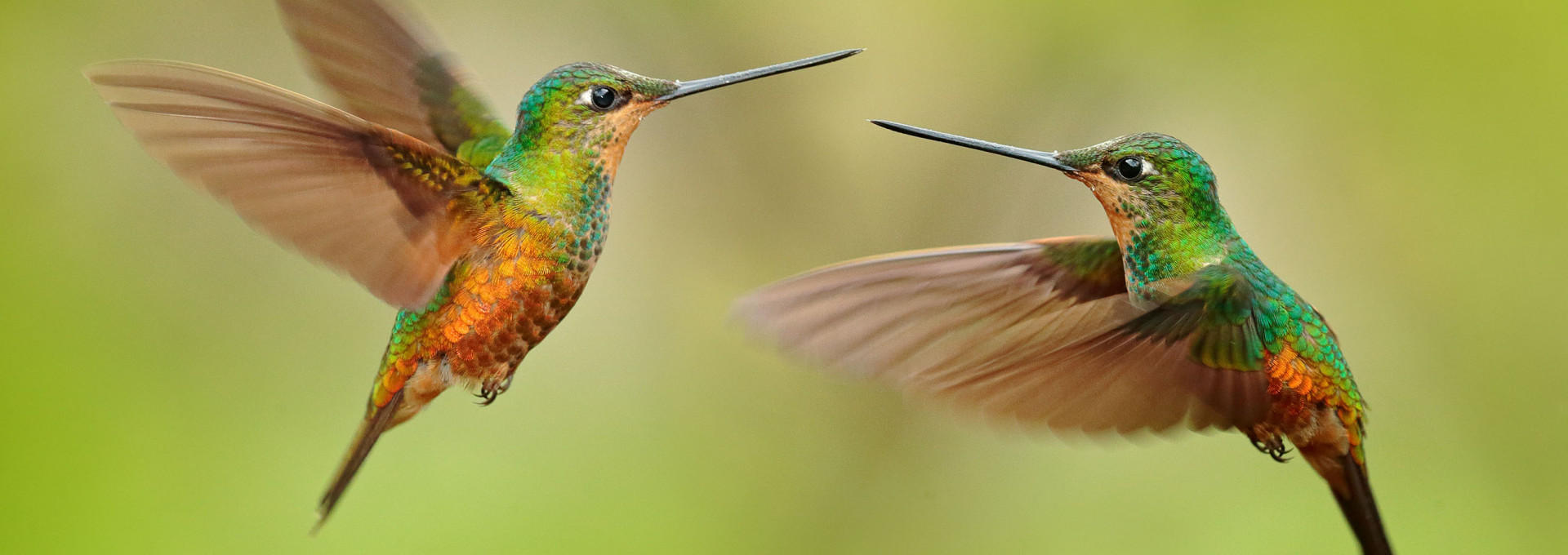 Two colorful hummingbirds in the air