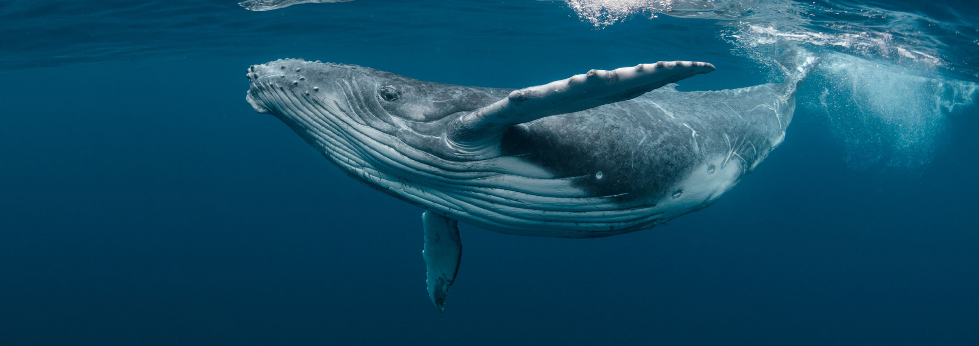 A baby humpback whale swims below the ocean surface