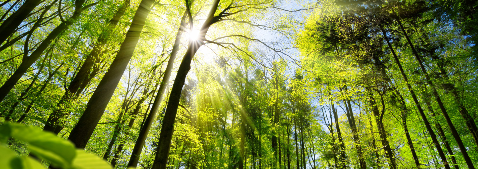 Scenic forest of fresh green deciduous trees framed by leaves, with the sun casting its warm rays through the foliage