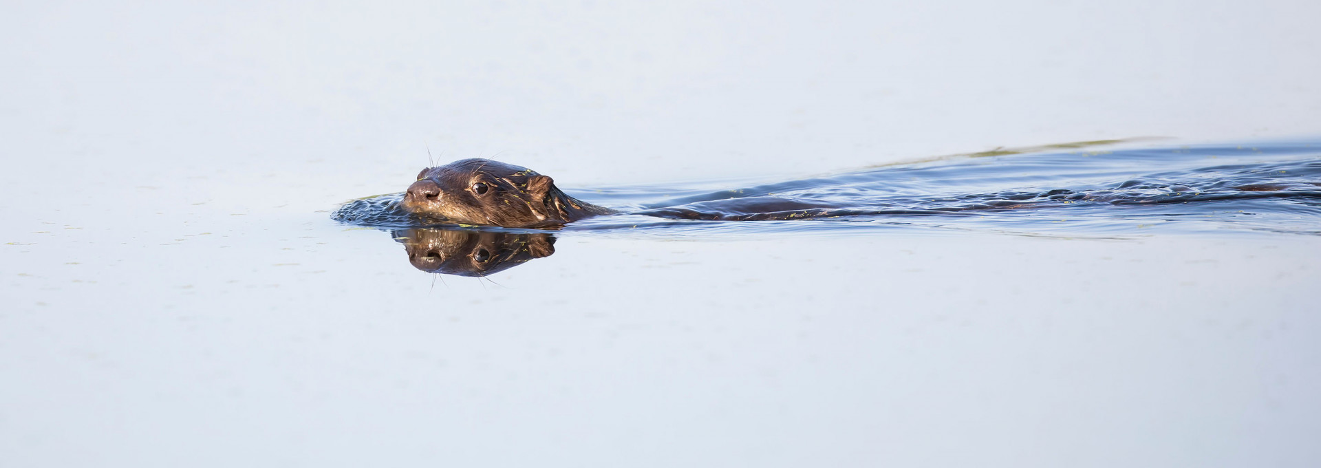 Ein junger Flussotter schwimmt durch einen See in Ottawa, Kanada.