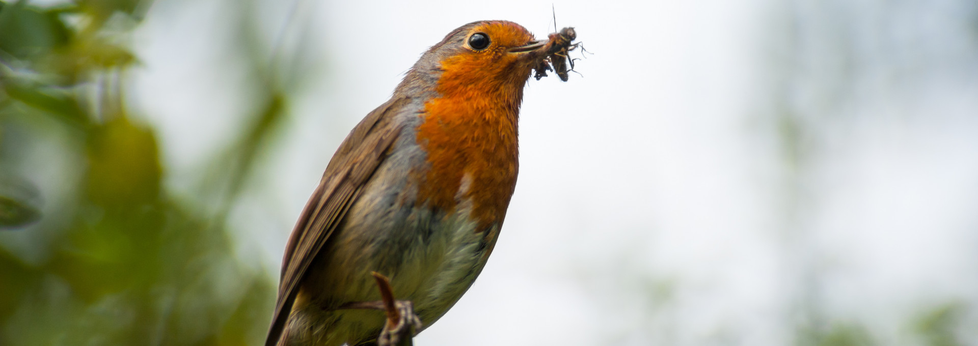 Ein Vogel sitzt auf einem Zweig und hat ein Insekt im Schnabel