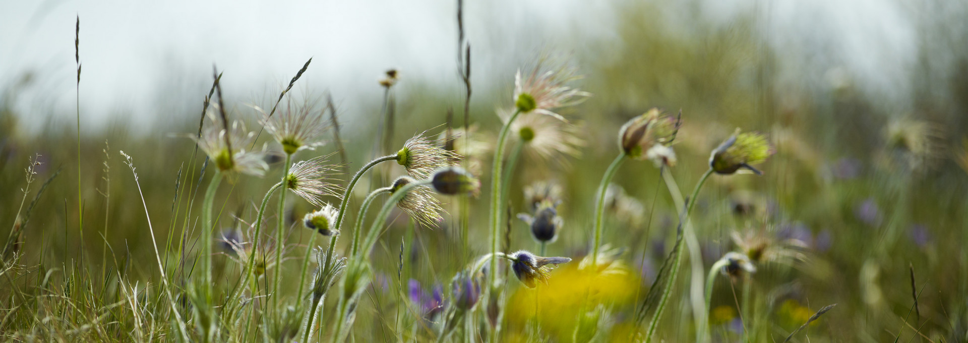 Kuhschelle auf einer Wiese