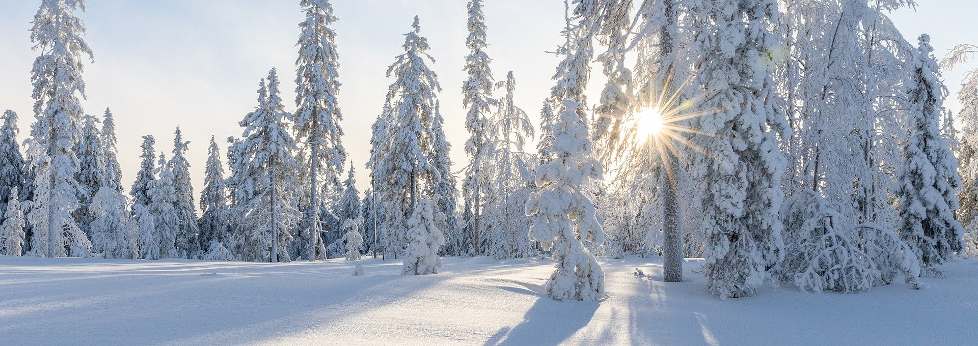 Schneebedeckte Landschaft mit Bäumen, durch die die Sonne scheint