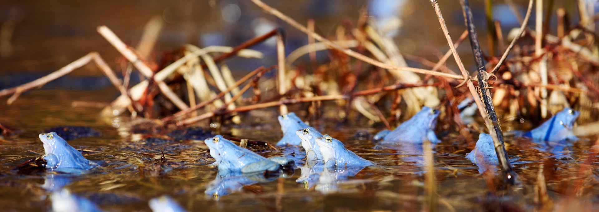 Blaue Frösche in einem Moor mit kleinen Ästen.