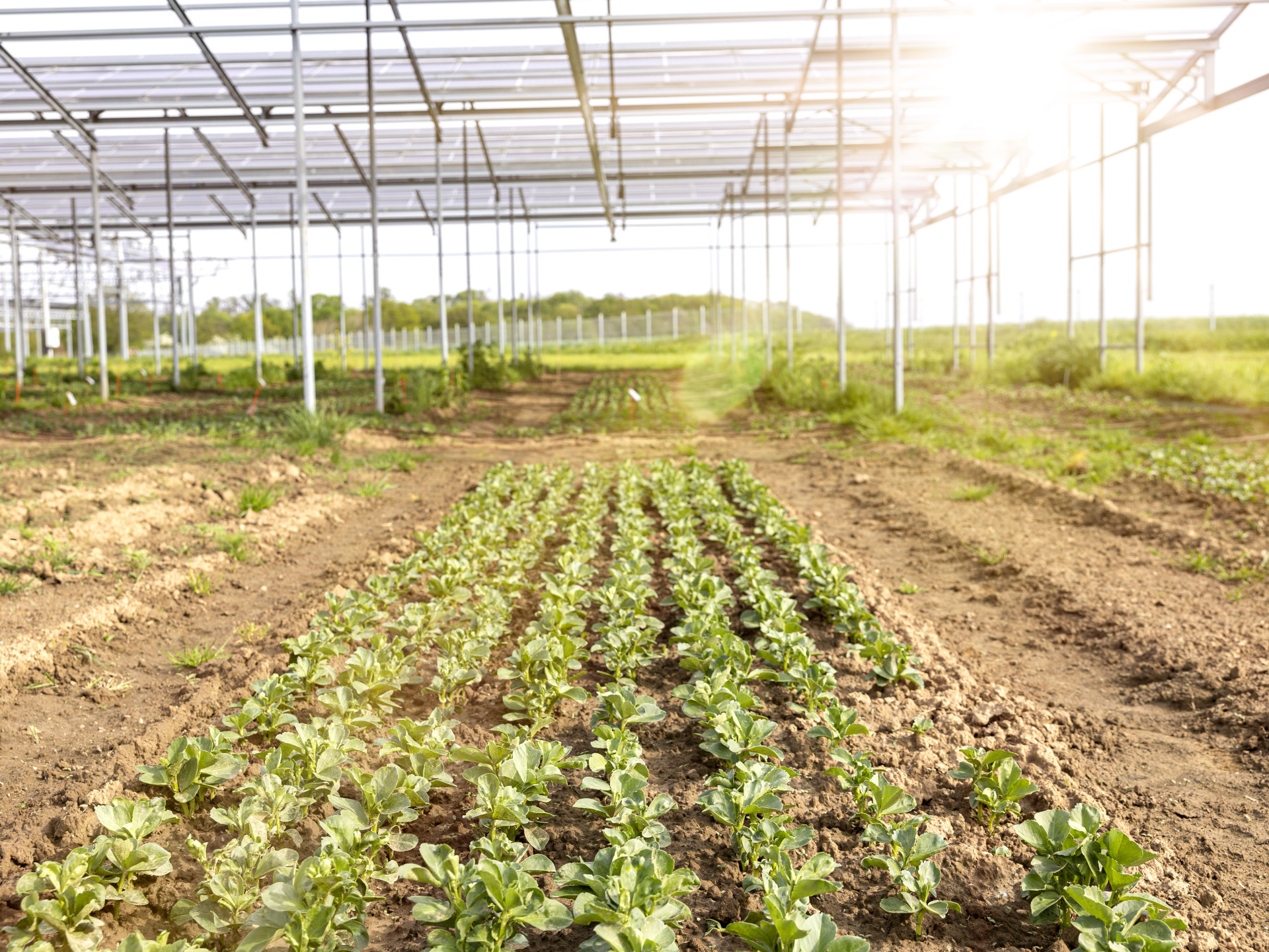 Agri-PV