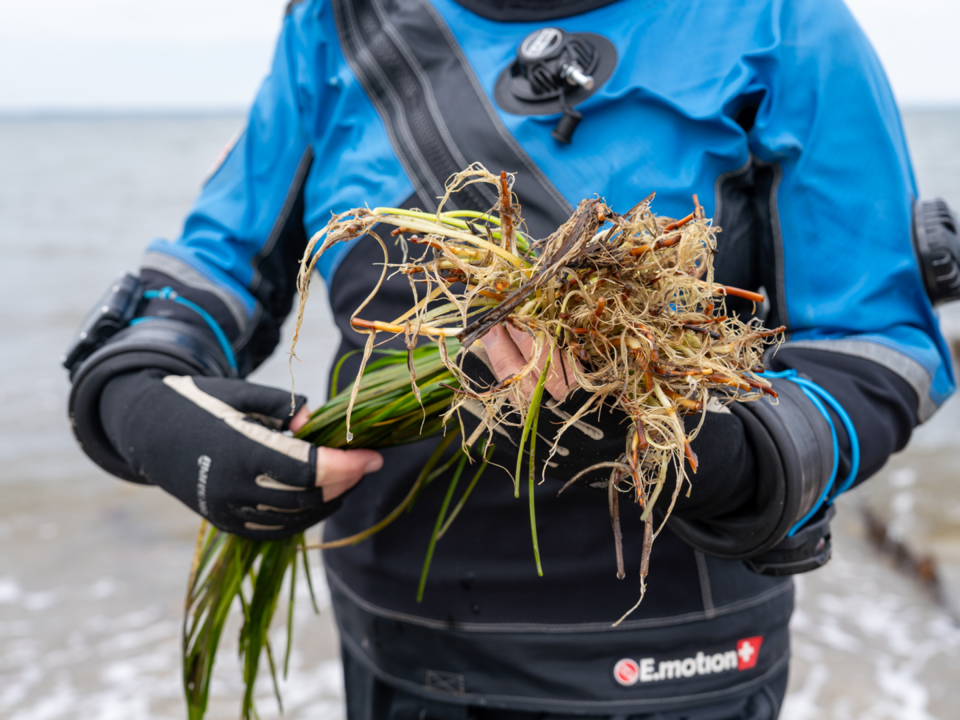 Eine Person hält einen Bund Seegras