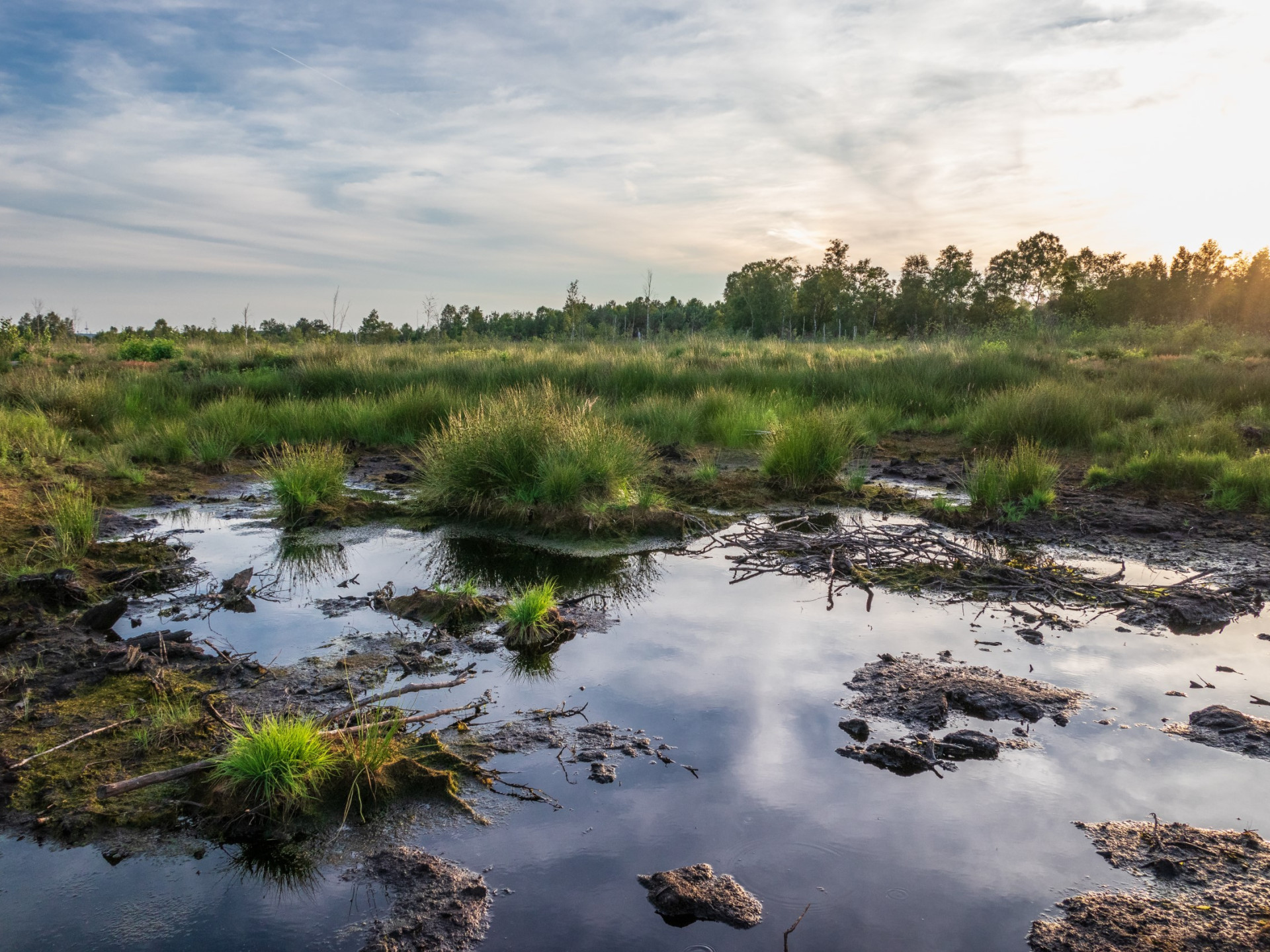 A peatland with green plants, brown soil and water