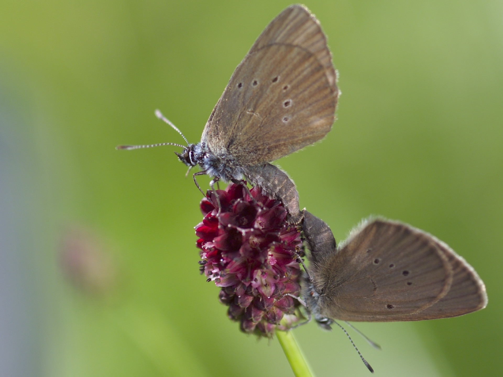 Zwei Schmetterlinge auf der Blüte einer Wiesenblume