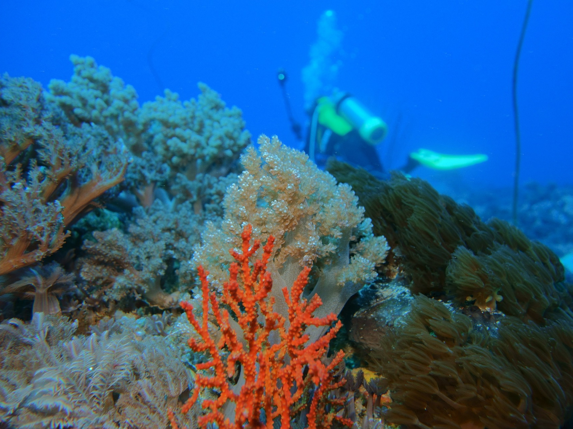 A coral reef with a diver in the background